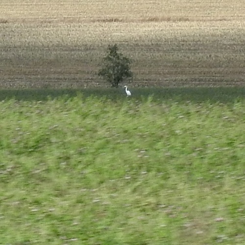 Great Egret