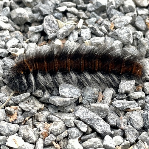 Fox Moth