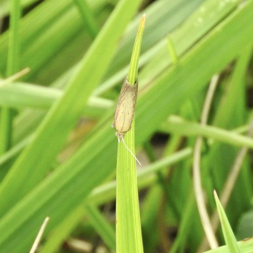 Rosy-striped Knot-horn