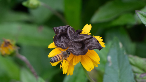 Helias phalaenoides palpalis