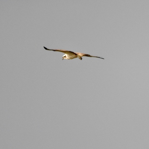 Osprey