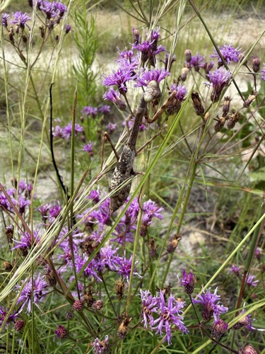 Carolina Mantis