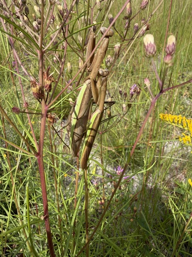 Chinese Mantis