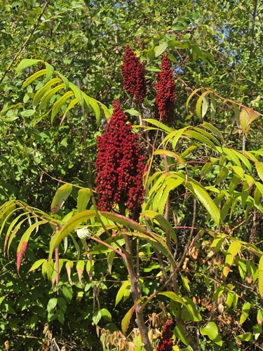 smooth sumac