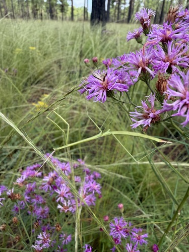 Northern Grass Mantis