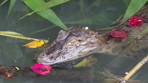Broad-snouted Caiman