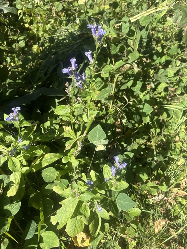 great blue lobelia