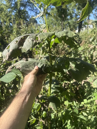 cup plant