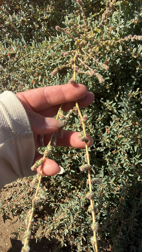 iNaturalist observation photo of Fivehorn smotherweed