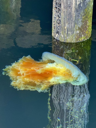 Egg-yolk Jelly