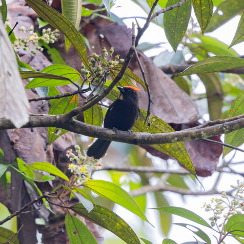 Flame-crested Tanager
