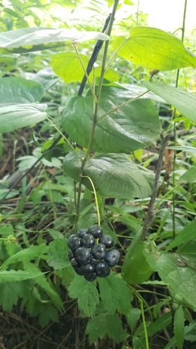 midwestern carrionflower