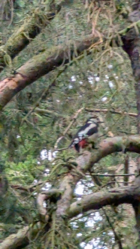 Great Spotted Woodpecker