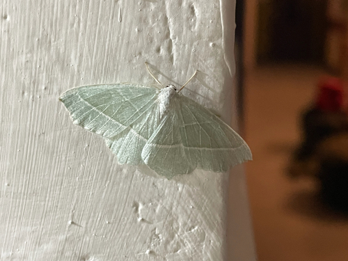 Light Emerald