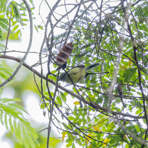 Rufous-margined Antwren