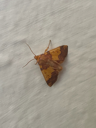 Barred Sallow