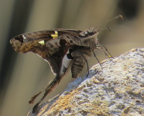 Zilpa Longtail