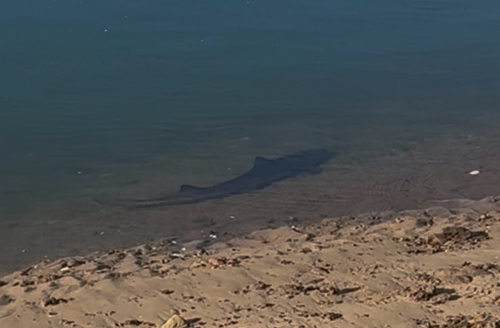 iNaturalist observation photo of Smooth-Hounds