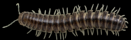 Stenodesmus tuobitus