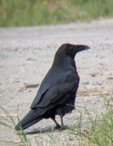 Common Raven