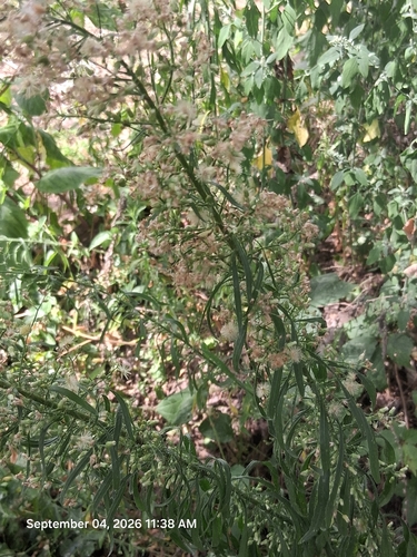 horseweed