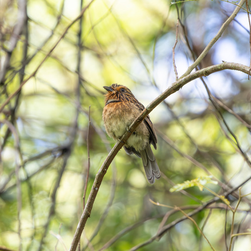 Crescent-chested Puffbird