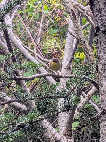 Common Yellowthroat