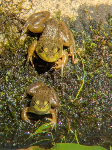 American Bullfrog