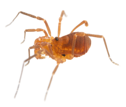 Sclerobunus robustus