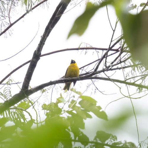 Yellow-green Grosbeak