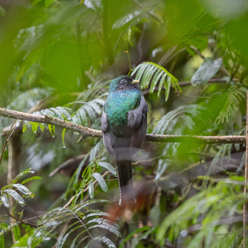 Atlantic Black-throated Trogon