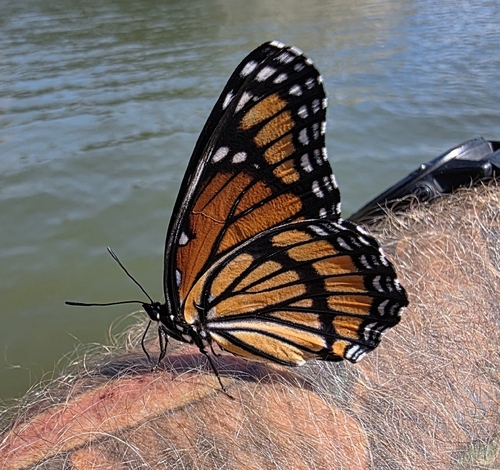 Viceroy
