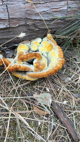 iNaturalist observation photo of Phaeolus hispidoides
