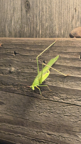iNaturalist observation photo of Fork-tailed Bush Katydid
