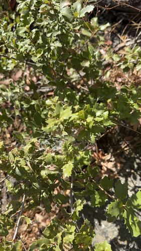 iNaturalist observation photo of canyon live oak