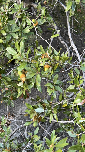 iNaturalist observation photo of canyon live oak