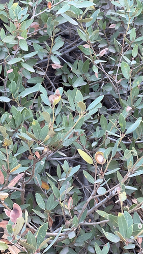 iNaturalist observation photo of huckleberry oak