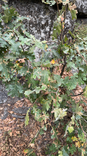 iNaturalist observation photo of California black oak