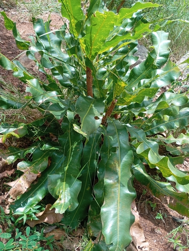 Shea Tree