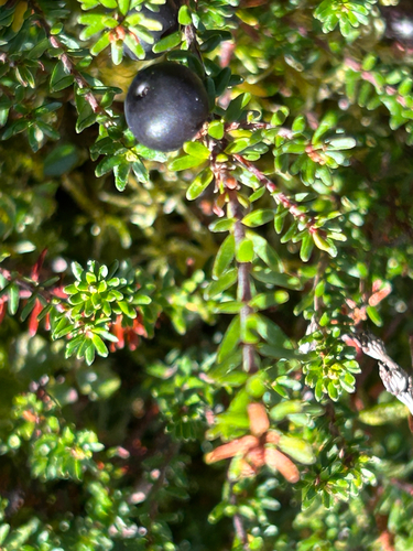 black crowberry