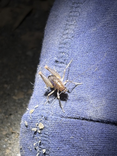 iNaturalist observation photo of Pristoceuthophilus celatus
