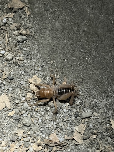 iNaturalist observation photo of North American Jerusalem Crickets