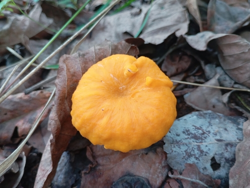 Yellow Deer Mushroom