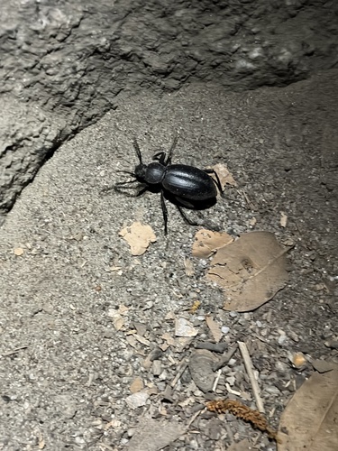 iNaturalist observation photo of California Broad-necked Darkling Beetle