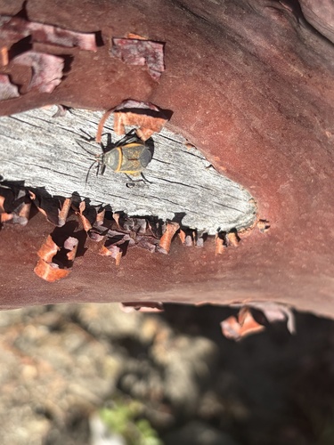 iNaturalist observation photo of California Bordered Plant Bug