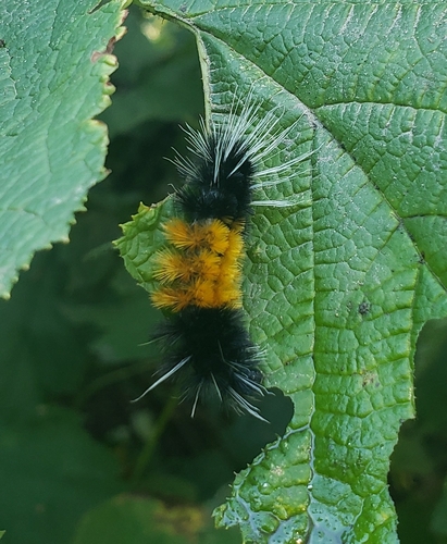 Spotted Tussock Moth