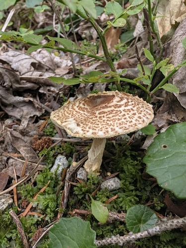 yellowfoot dapperling