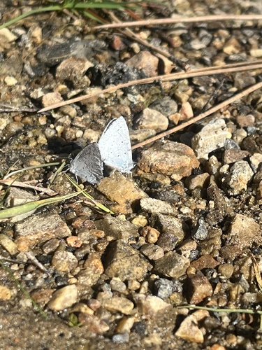 iNaturalist observation photo of Echo Azure