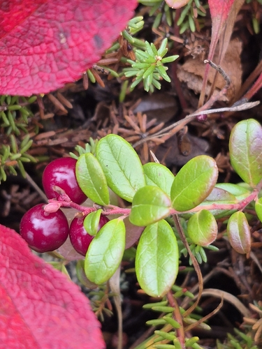 Lingonberry