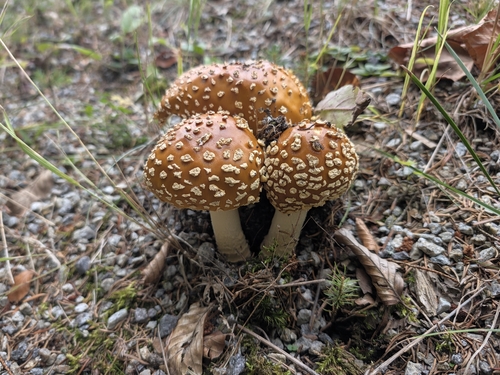 Royal fly agaric